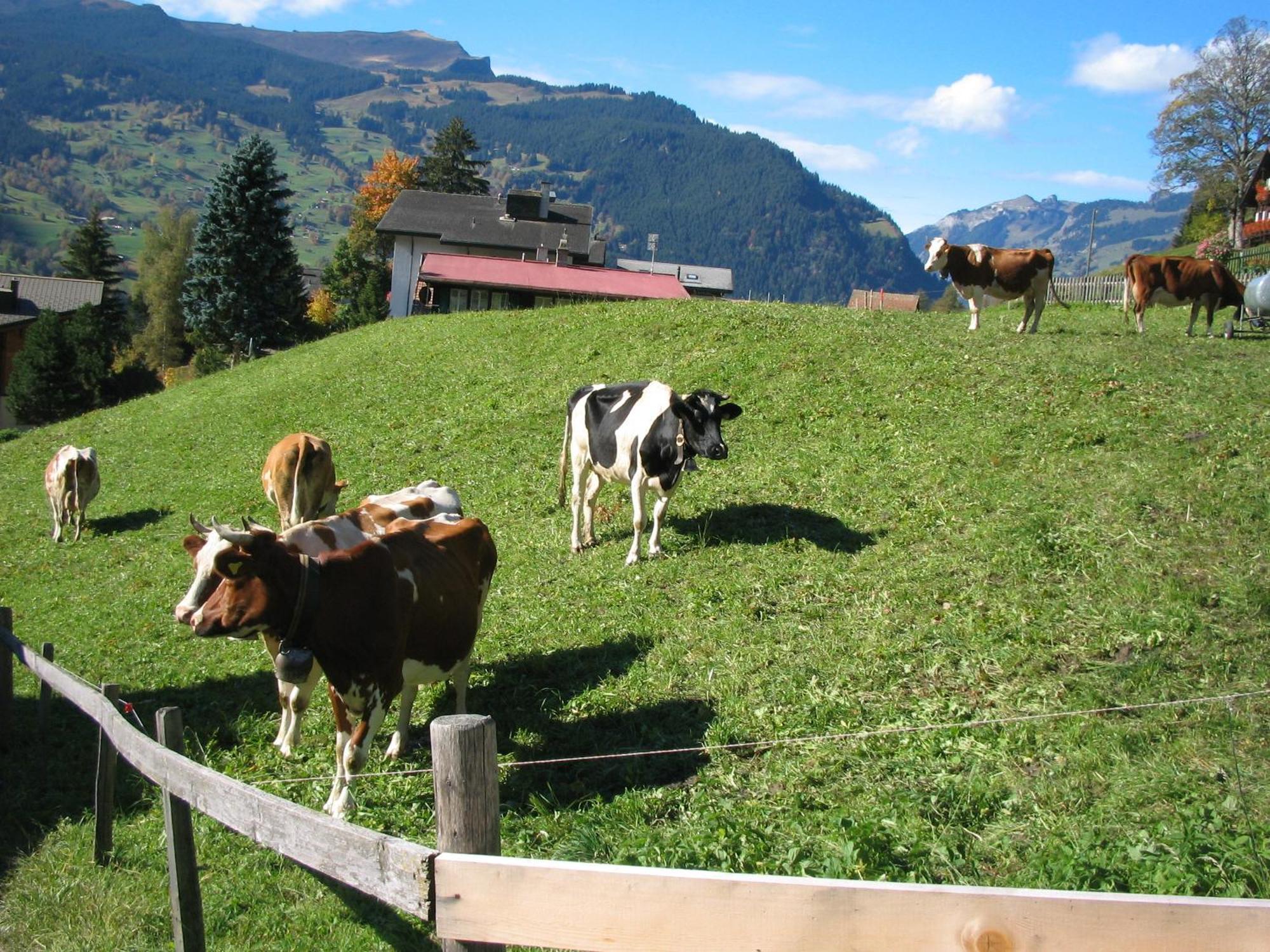 Alpenhof Hotell Grindelwald Eksteriør bilde