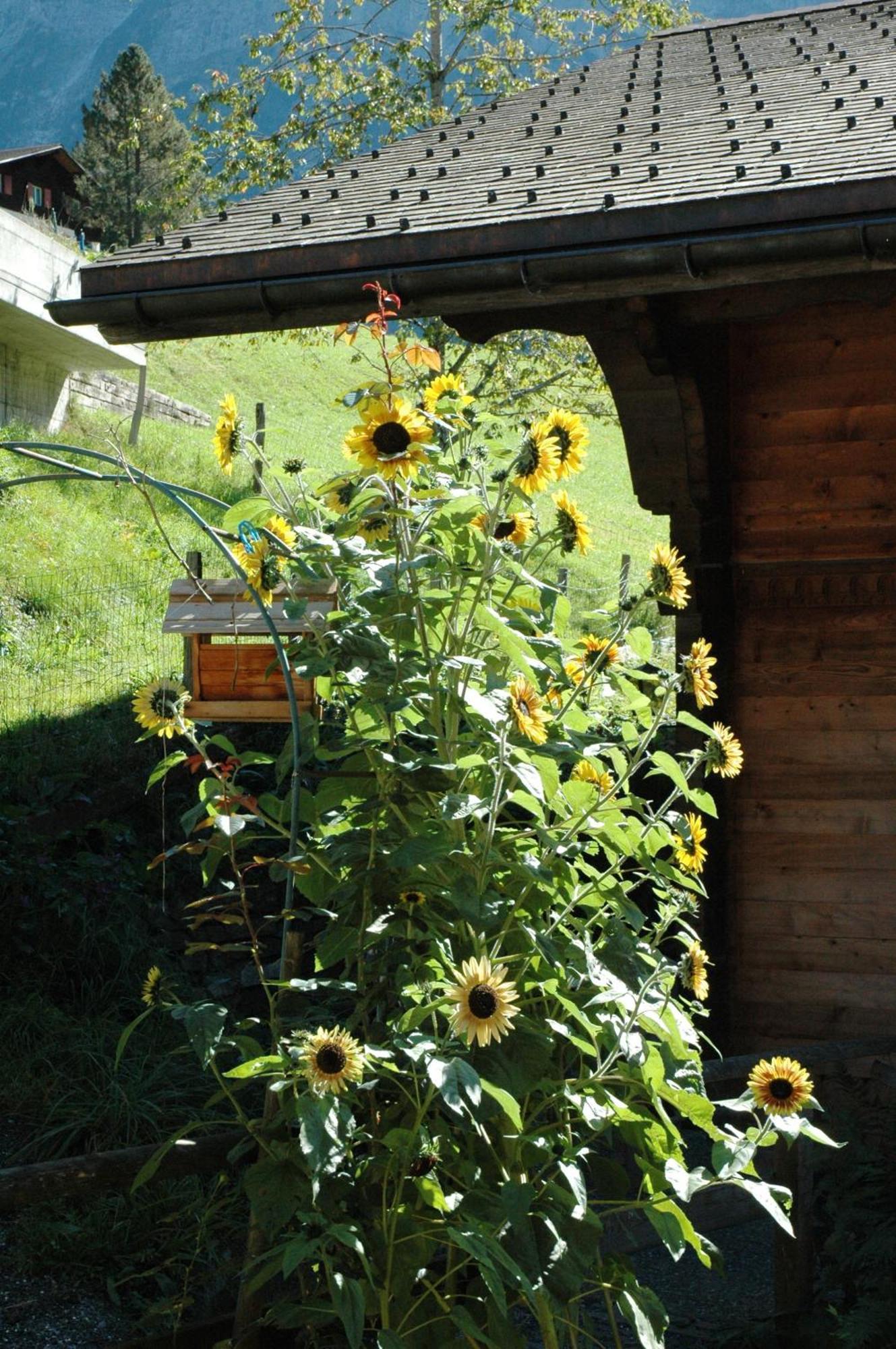 Alpenhof Hotell Grindelwald Eksteriør bilde